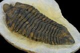 Rare, Pradoella Trilobite - Jbel Kissane, Morocco #131341-6